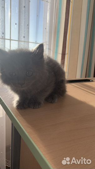 Котенок в добрые руки
