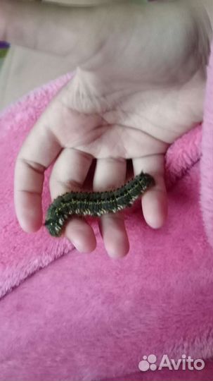 Гусеница станет мотыльком