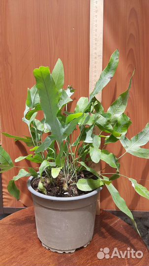 Комнатные растения