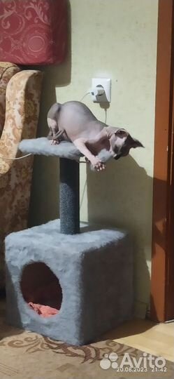 Канадский сфинкс вязка