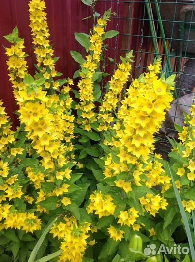 Растения садовые, дубки, вербейник и не только