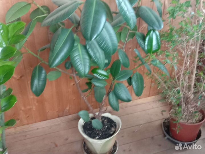 Фикус эластика