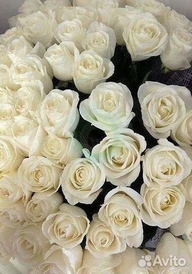 Высокие розы Гигантские розы с доставкой