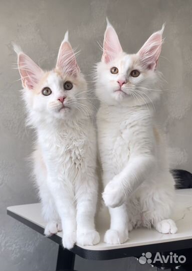 Мейн кун котята