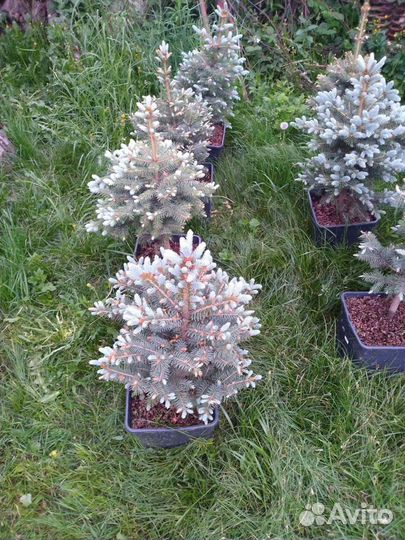 Ель голубая