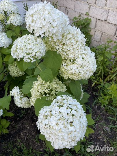 Гортензия саженцы и букеты