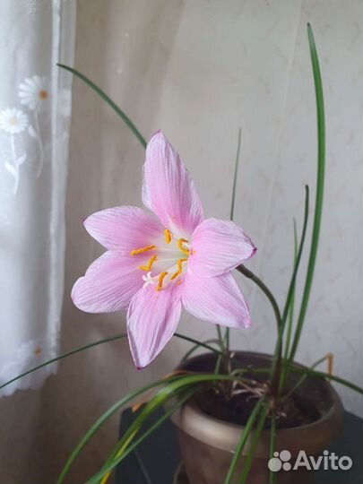 Комнатные цветы