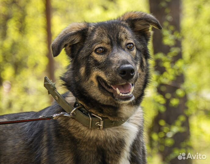 Альфа - стерильная собачка, 7 мес на охрану в дар