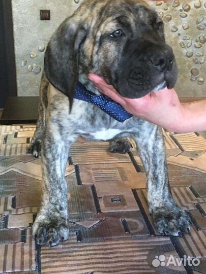 Преса Канарио (Канарский дог) Вязка