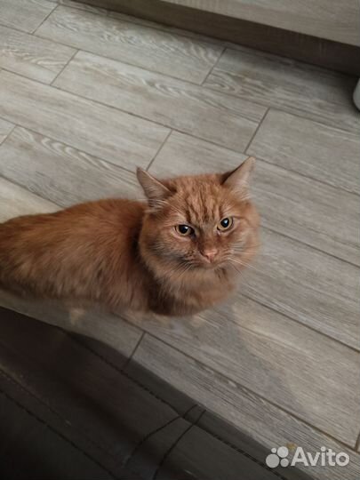 Котик в дар бесплатно
