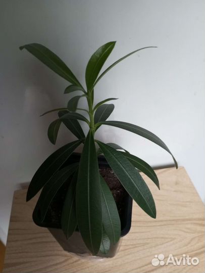 Олеандр розовый махровый