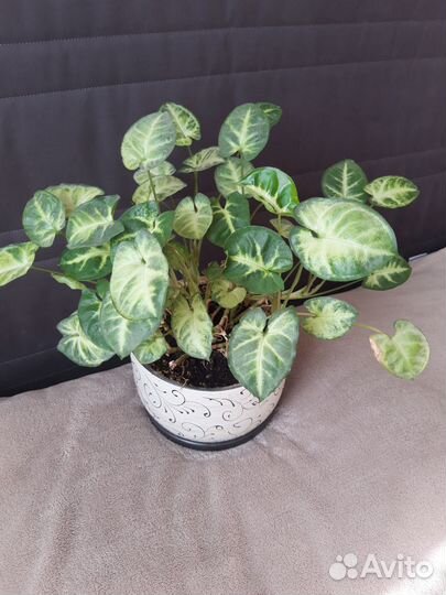 Сингониум ножколистный