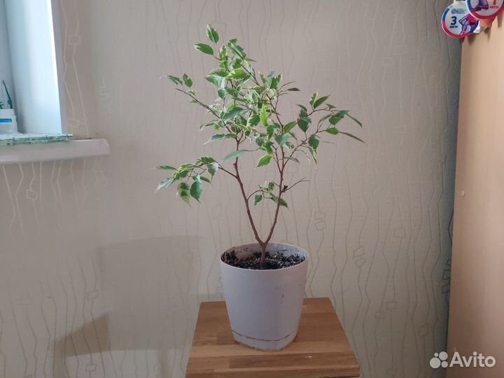 Фикус бенджамина