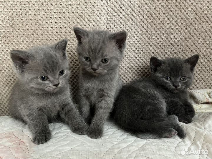 Шотладские котята