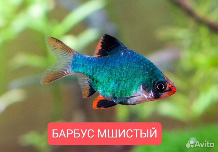 Аквариумные рыбы