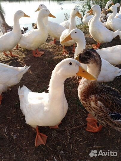 Утки живым весом
