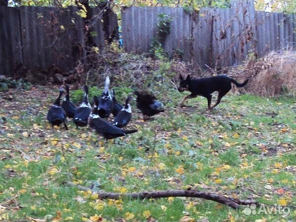 Собака пастух, щенки австралийского келпи, питомни