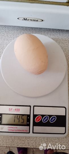 Куры несушки