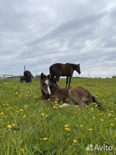 Жеребенок на продажу