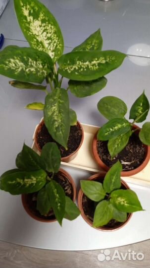 Диффенбахия и денежное дерево (Толстянка)