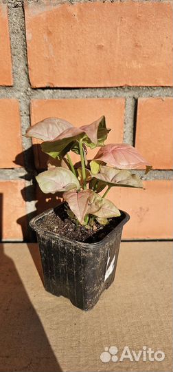 Сингониум Неон