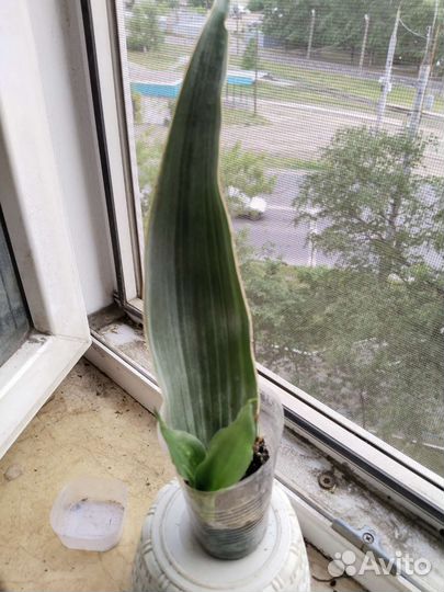 Сансевиерия разные сорта