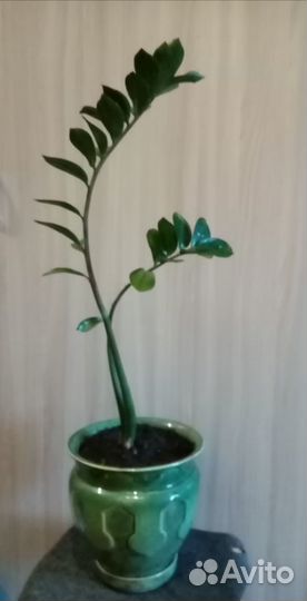 Комнатные цветы. Драцена. Долларовое дерево