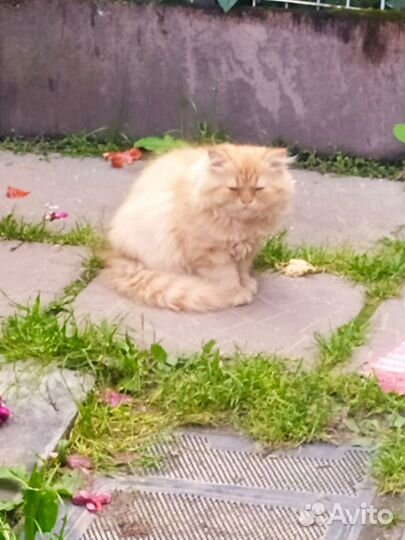 Персидские котята