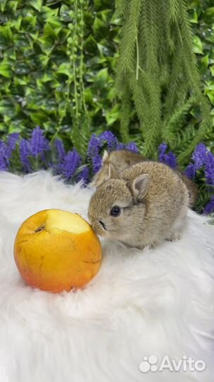 Декоративный кролик карликовый