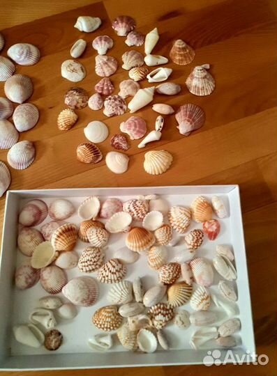 Морские ракушки