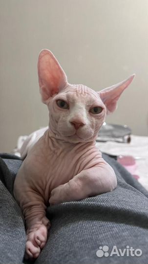 Канадский сфинкс (Бамбино) вязка