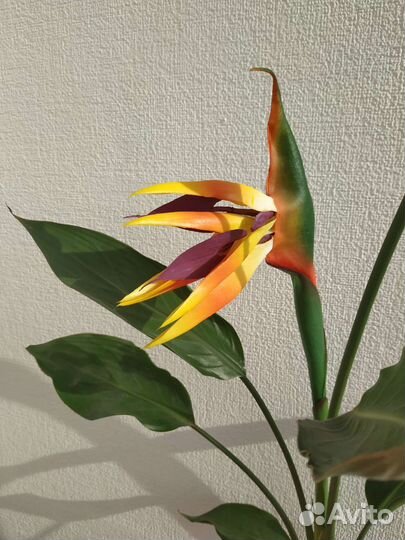 Стрелиция цветок