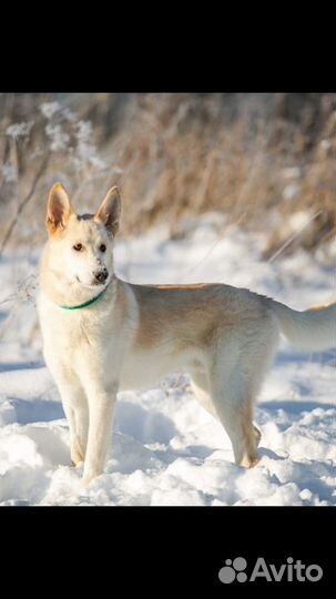 Собака в дар в добрые руки