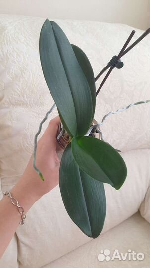 Орхидея фаленопсис Спач боб