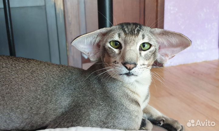 Ориентальные котята экстрим