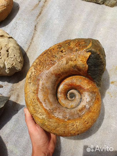 Окаменелости аммониты