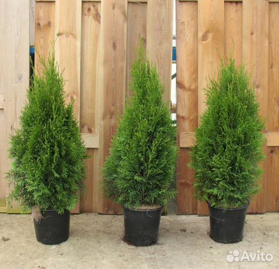Туи, можжевельники, ели саженцы