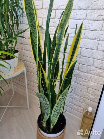 Сансевиерия Лоуренти и Зелайника