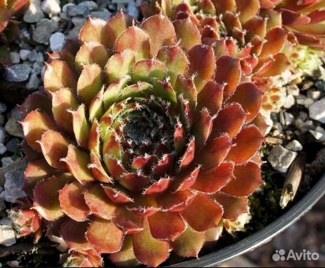 Набор молодил