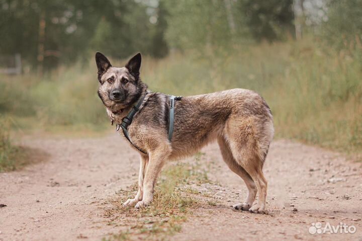 Собака в добрые руки