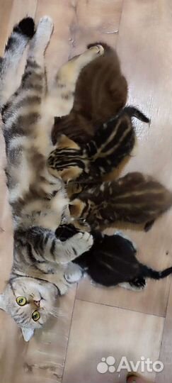 Котята шотландские вислоухие