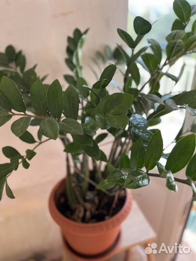 Цветы домашние в горшках