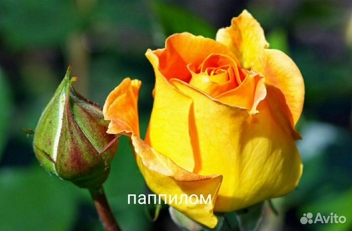 Цветы и саженцы с питомника