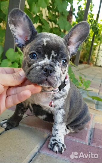 Французский бульдог щенки голубой