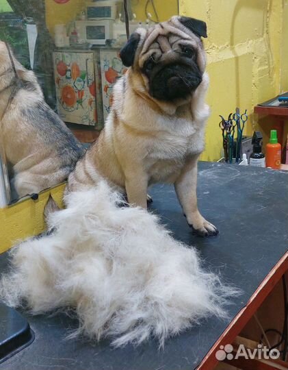 Экспресс линька, вычес собак. Красносельский р -н