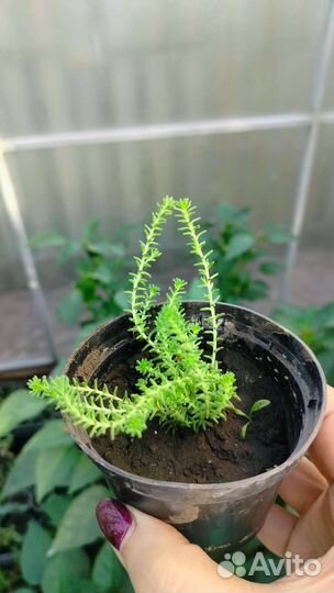 Почвопокровники неприхотливые рассада