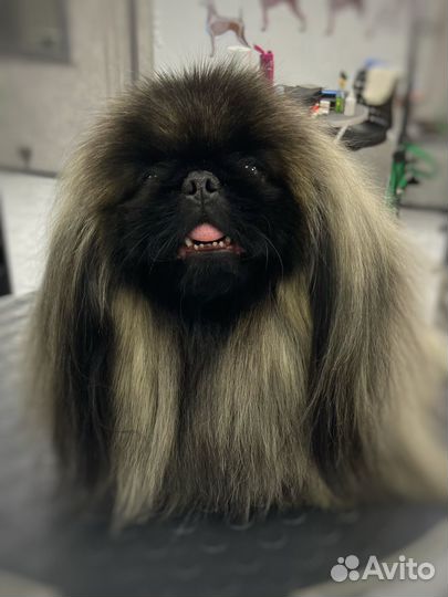 Модель на груминг