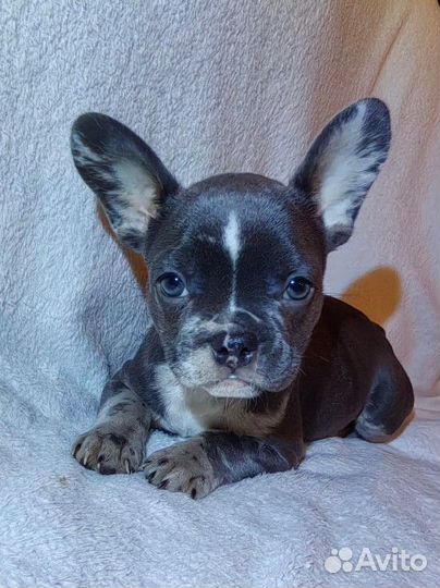 Французский бульдог