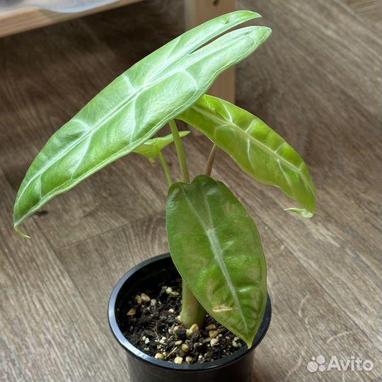 Алоказия лонгилоба грин