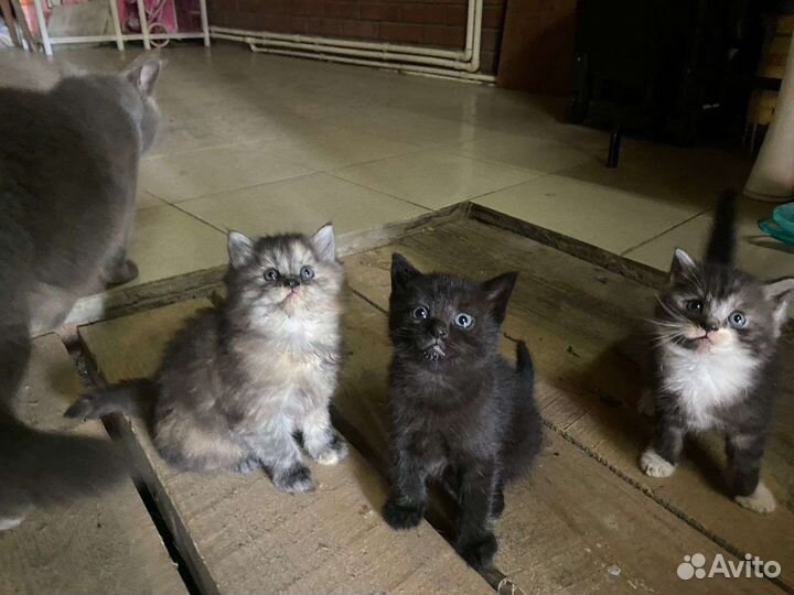 Котята от британской кошки